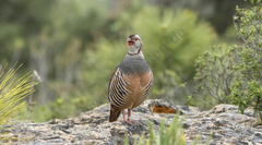 Barbary Partridge photo 4