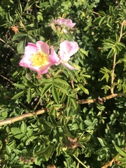 Rosa canina
