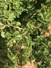 Rosa canina