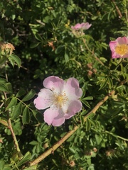 Rosa canina