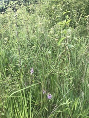 Dactylorhiza fuchsii