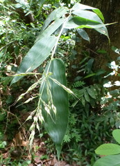 Olyra latifolia image
