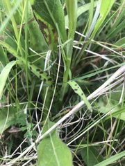 Dactylorhiza fuchsii