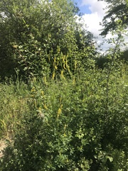 Melilotus officinalis