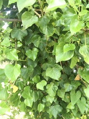 Hedera helix