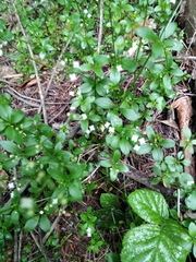 Galium rotundifolium