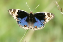 Junonia orithya wallacei
