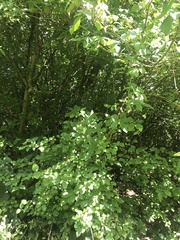 Bryonia cretica