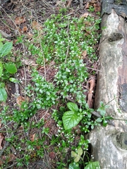 Galium rotundifolium
