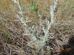 Artemisia nitrosa