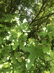 Bryonia cretica