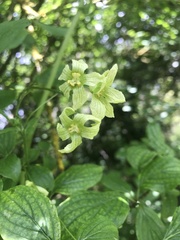 Bryonia cretica