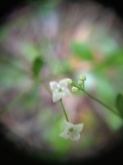 Galium rotundifolium
