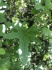Bryonia cretica