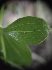 Galium rotundifolium