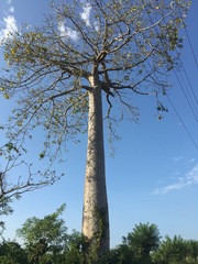 Cavanillesia platanifolia