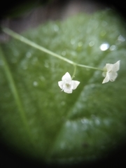 Galium rotundifolium