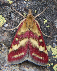 Pyrausta ostrinalis