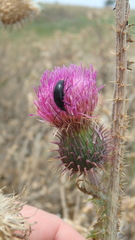Carduus hamulosus