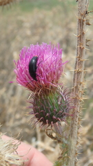 Carduus hamulosus