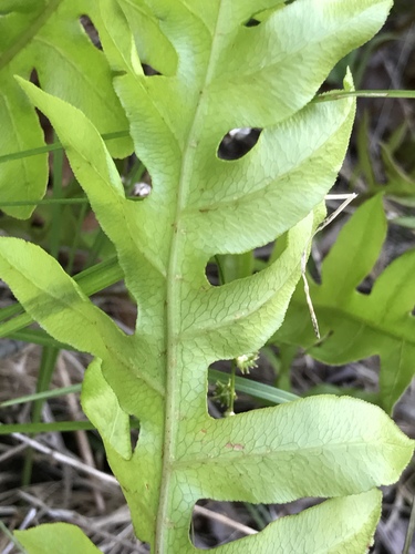 netted chain fern