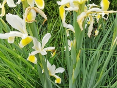 Iris orientalis