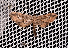 Hydriris ornatalis