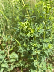 Hypericum tetrapterum