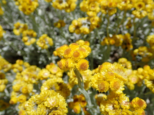Image of Helichrysum trilineatum by no rights reserved