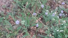 Jasione