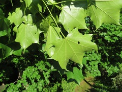 Acer pictum mono