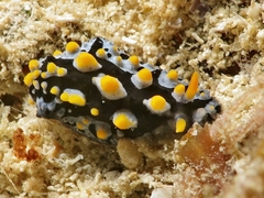 Phyllidia picta