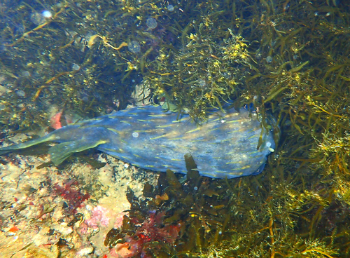 Globefish, photo 8 of 9