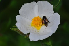 Chasmatopterus