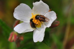 Chasmatopterus