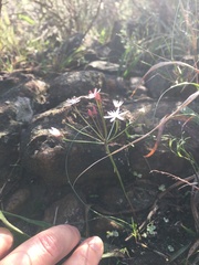 Strumaria tenella tenella