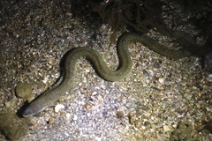 Gymnothorax richardsonii