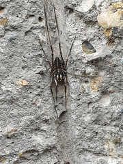 Zachaeus crista