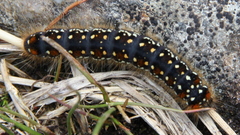 Eriogaster arbusculae