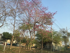 Tabebuia rosea