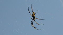 Trichonephila senegalensis