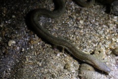 Gymnothorax richardsonii