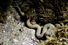 Gymnothorax richardsonii