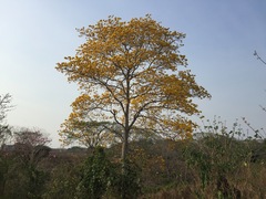 Tabebuia