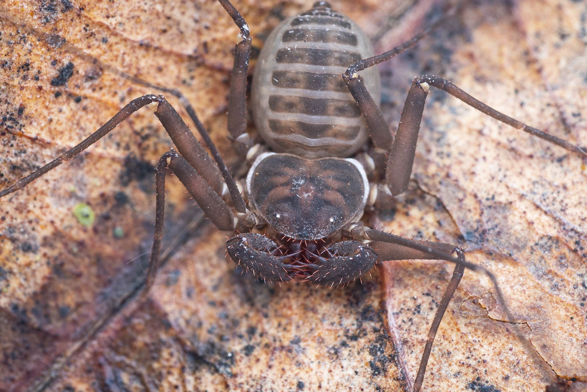 Charinus neocaledonicus Kraepelin, 1895