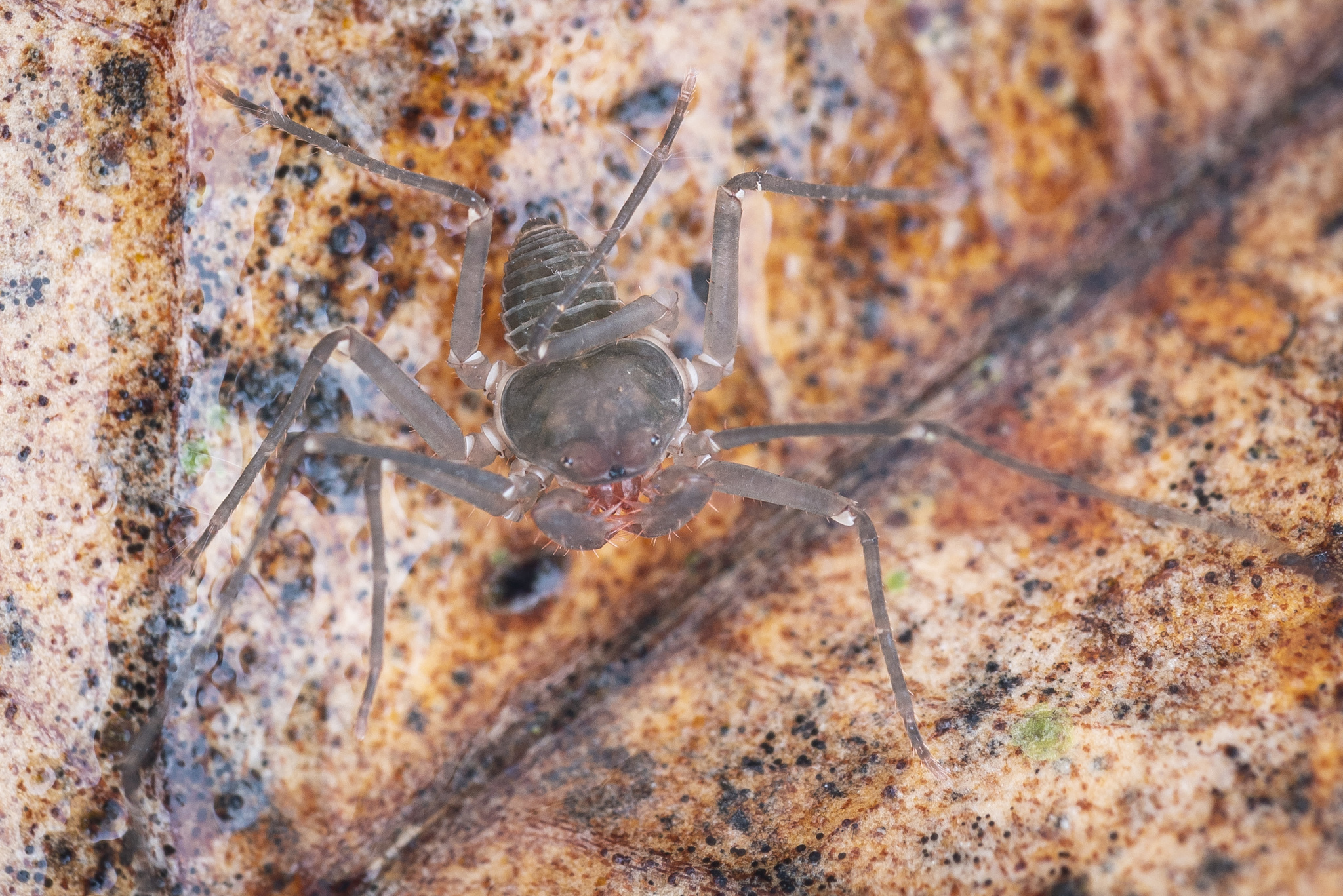 Charinus neocaledonicus Kraepelin, 1895