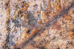 Charinus neocaledonicus