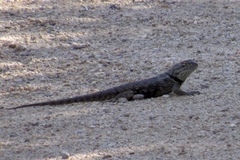 Sceloporus bimaculosus