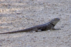 Sceloporus bimaculosus