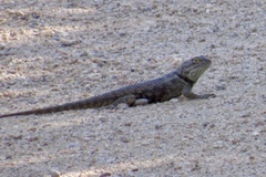 Sceloporus bimaculosus